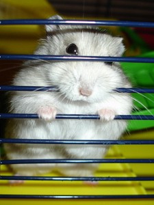 Hamster Prisoner